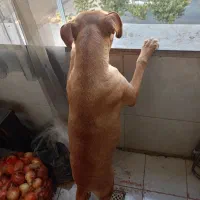 پیتبول ماده ۹ماهه|سگ|ری, دیلمان|دیوار