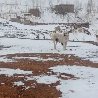 سگ سرابی ماده