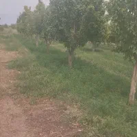 باغ-2-هکتاری