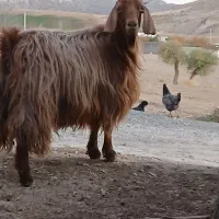 بزغاله|حیوانات مزرعه|ملکشاهی, |دیوار