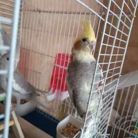عروس هلندی