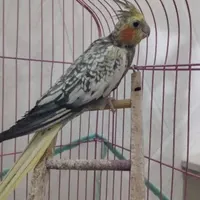 عروس هلندی ماده تخم گذار|پرنده|یزد, |دیوار