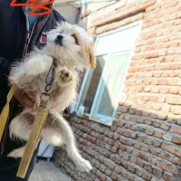 سگ شیتزو|سگ|اردبیل, |دیوار