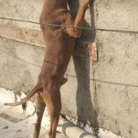 امریکن پیتبول سایز بزرگ