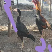 جوجه اوشامو|حیوانات مزرعه|اردبیل, |دیوار