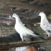 ۲۰ عدد کبوتر در قائمشهر جاده قیمت توافقی