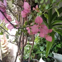 بلیط کنسرت حامی نیشابور