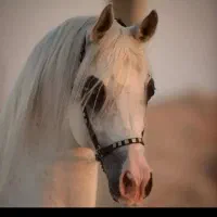 خرید و فروش اسب پالونی