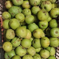 گلابی کوهی