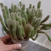 گل طبیعی سانسوریا کاکتوس (هدیه روز مادر)|گل و گیاه طبیعی|اراک, |دیوار