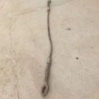 بندرماهشهرجراحی