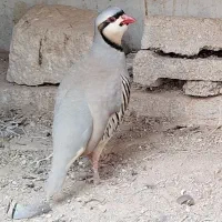 بلدرچین