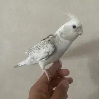عروس هلندی