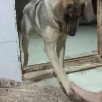 سگ نژاد پژدر