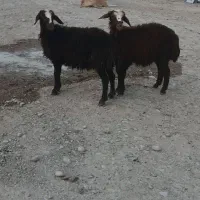 بره ماده دوقلو افشار قزل