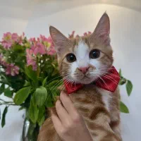 واگذاری گربه نارنجی دوماهه