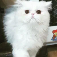 گربه پرشین برای جفتگیری