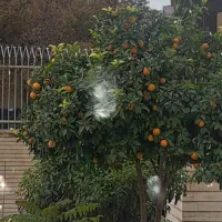 هم خونه|اجارهٔ خانه و ویلا|اصفهان, همتآباد|دیوار