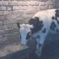 فروشی|حیوانات مزرعه|کوهرنگ, |دیوار