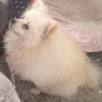 پامر نر ۱۸ ماهه|سگ|لنگرود, |دیوار