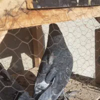 ۲ عدد کبوتر پر|پرنده|فارسان, |دیوار