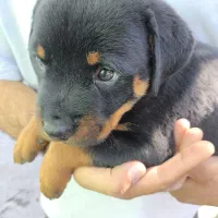 ارتش تک نفره توله روت امریکایی|سگ|کرج, شاهینویلا|دیوار