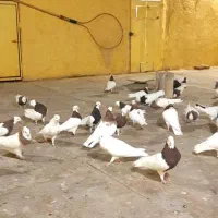 ۴۵تاطوقی|پرنده|سبزوار, قلعه‌نو دهزار|دیوار