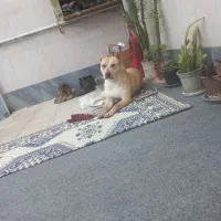 سگ پیتبول|سگ|تهران, باغ فیض|دیوار