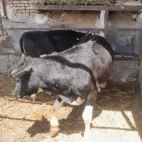هلشتاین نر ۱۰ماهه