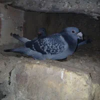 کبوترنرماده آلمانی وزد