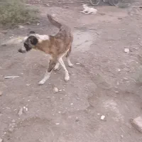 سگ سرابی