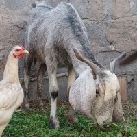 بز رشتی|حیوانات مزرعه|بم, |دیوار