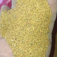 بذر یونجه