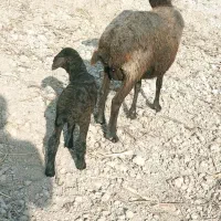 گوسفند با بره نر