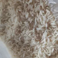 برنج هاشمی آستانه اشرفیه