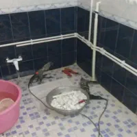 تاسیسات لوله کشی|خدمات پیشه و مهارت|همدان, |دیوار