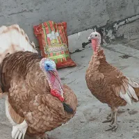 بوقلمون طبیعی
