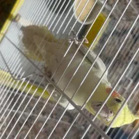 عروس هلندی مولد جفت