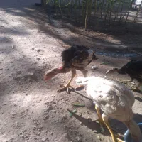 مرغ و خروس