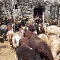 ۸ میش و بره پاییزه