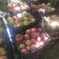 سیب درختی سرخ|خوردنی و آشامیدنی|شیراز, جانبازان|دیوار