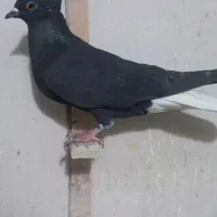 سیاه دم سفید ماده قوچانی کاکلی ماده