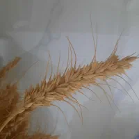 گندم داریون