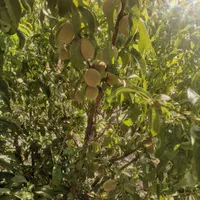 باغ قیمت مناسب|فروش زمین و ملک کلنگی|اصفهان, براآن شمالی|دیوار