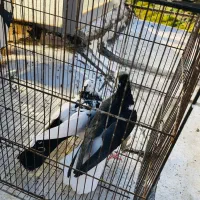 کبوتر درجه یک زدو خوردی|پرنده|کرج, عظیمیه|دیوار