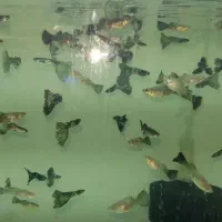 بلواسکات نایف فلاور دیسکس آنجل گوپی اسکار کت فایتر|ماهی|همدان, |دیوار