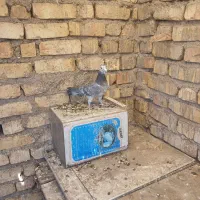 گوره ای ماده