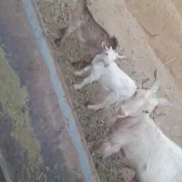 بزسانن با دو بزغاله نرو ماده درجه یک