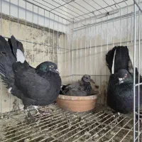 جفت کبوتر زینتی