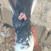 2عدد بهبهونی|پرنده|مرودشت, نقش رستم|دیوار